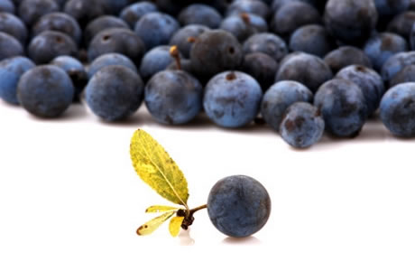 Acai berry - fresh nutritional information