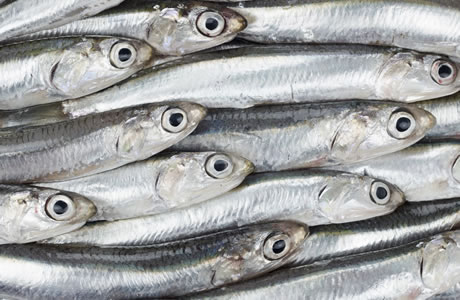 Anchovies fresh - anchovy nutritional information