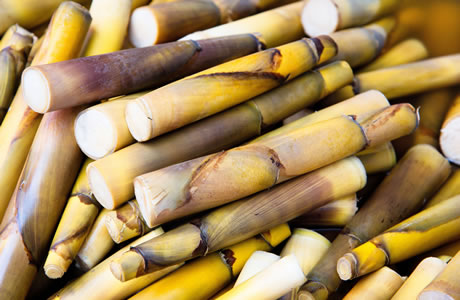 Bamboo shoots   nutritional information