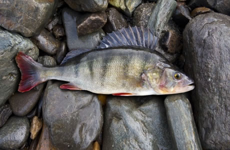 Bass freshwater nutritional information