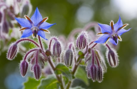 Borage flowers nutritional information