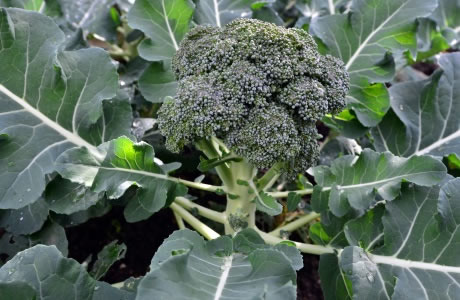 Broccoli leaves nutritional information