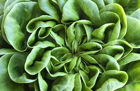 Butterhead lettuce nutritional information