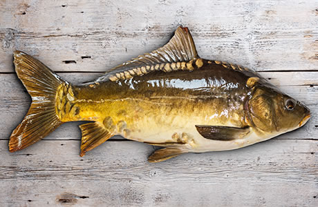 Carp nutritional information