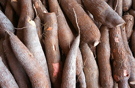 Cassava nutritional information