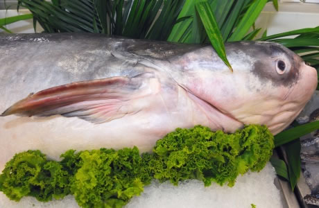 Catfish farmed nutritional information