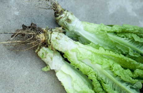 Celtuce nutritional information