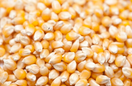 Corn grain nutritional information