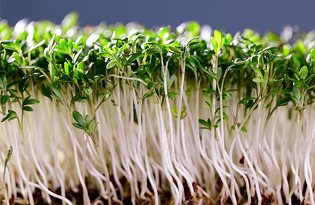 Cress nutritional information