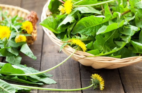 Dandelion leaves nutritional information