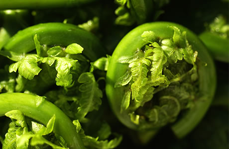 Fiddlehead ferns - frozen nutritional information