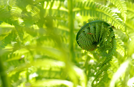 Fiddlehead ferns nutritional information