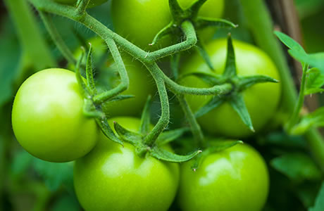 Green tomatoes nutritional information