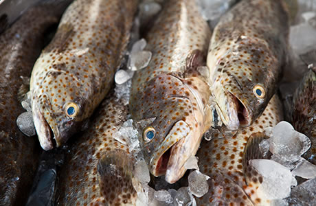 Grouper fillet nutritional information