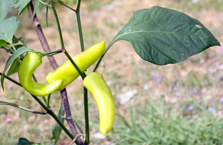 Hungarian chilli pepper nutritional information