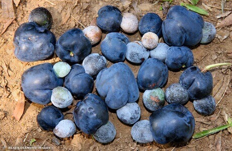 Illawara plum nutritional information