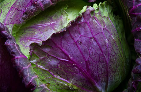 January King cabbage nutritional information