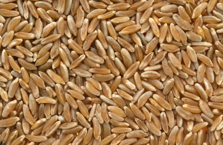 Kamut wheat - khorasan nutritional information