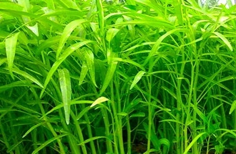 Kangkong - morning glory - water spinach nutritional information