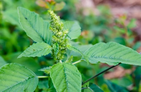 Lambsquarters (pigweed) nutritional information