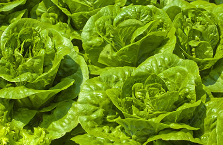 Lettuce - avg of several varieties, UK and imported nutritional information