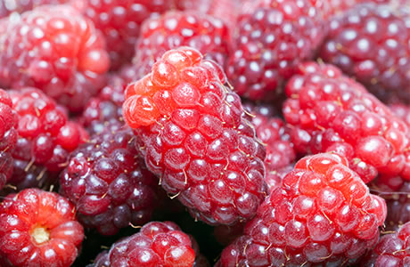 Loganberries - tinned in juice nutritional information