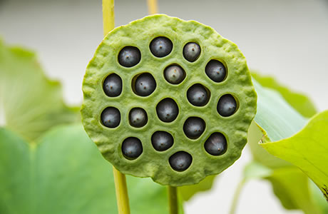Lotus seeds nutritional information