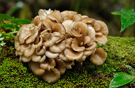 Maitake mushrooms nutritional information