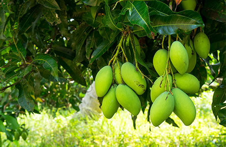 Mango - green nutritional information