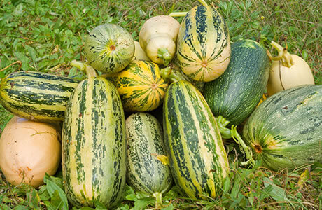 Marrow nutritional information