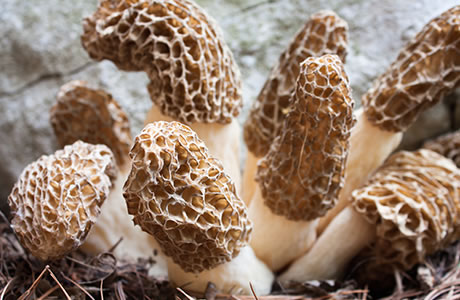 Morel mushrooms nutritional information