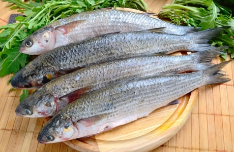 Mullet grey fillet nutritional information