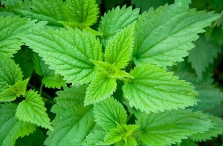 Nettles - blanched nutritional information