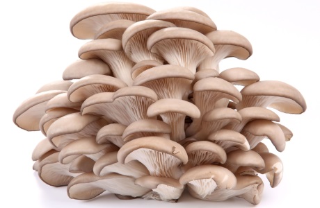 Oyster mushrooms nutritional information