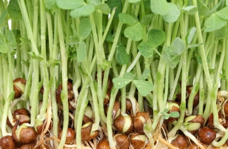 Pea seeds - sprouted nutritional information