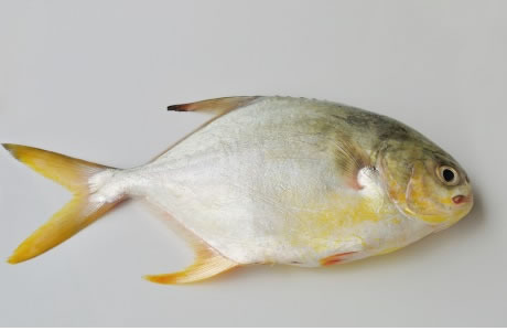 Pompano nutritional information