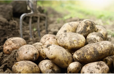 Potatoes - skin on nutritional information