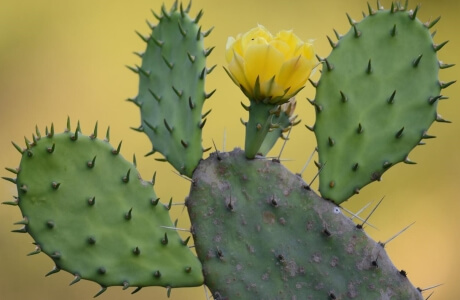 Prickly pear cactus nutritional information