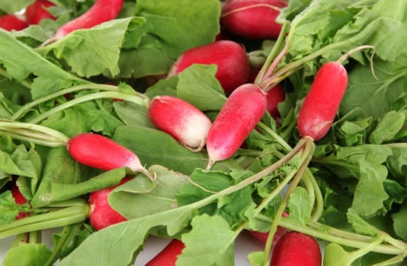 Radish leaves nutritional information