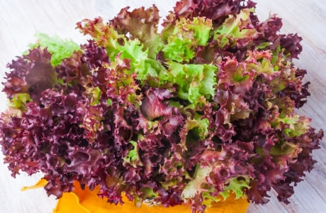 Red lettuce nutritional information