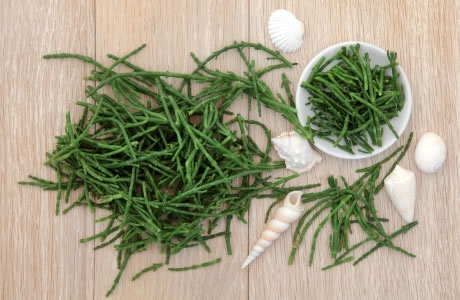 Samphire nutritional information