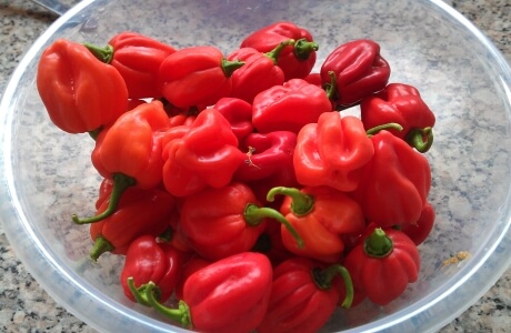 Scotch bonnet chilli nutritional information