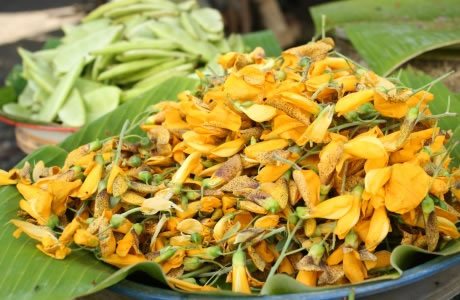 Sesbania nutritional information