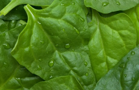 Spinach New Zealand nutritional information