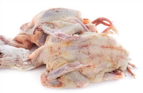 Squab - meat only nutritional information
