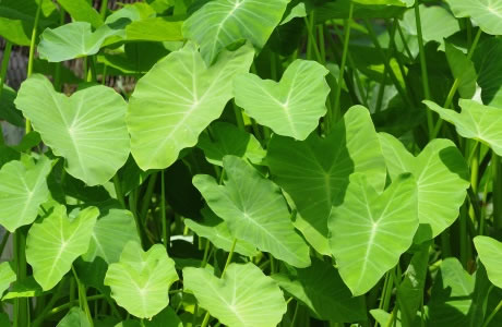 Taro leaves nutritional information