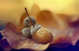Acorns dried nutritional information