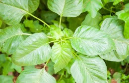Amaranth leaves nutritional information