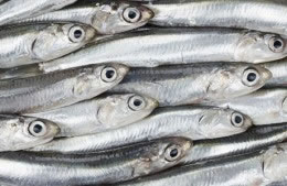 160g/32 fresh anchovies nutritional information