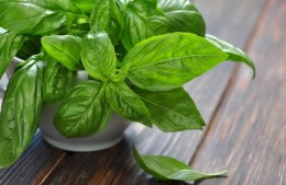 25g fresh basil leaves nutritional information